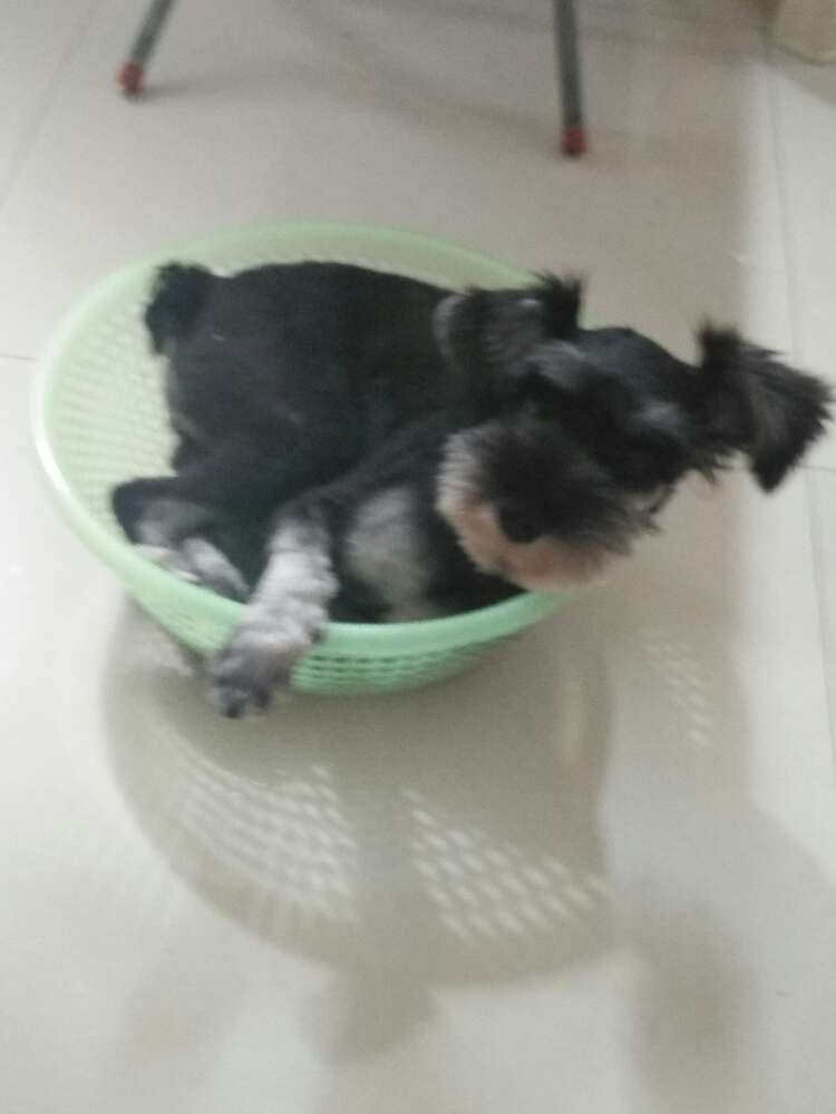 图片