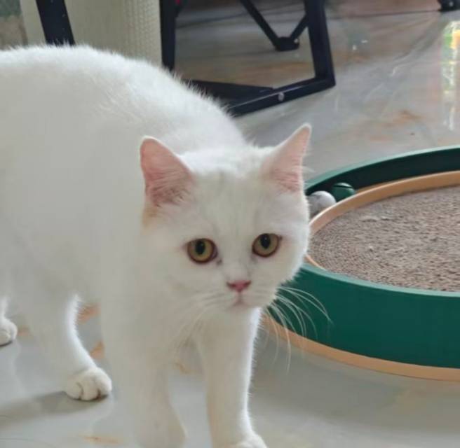 黄小猫9394