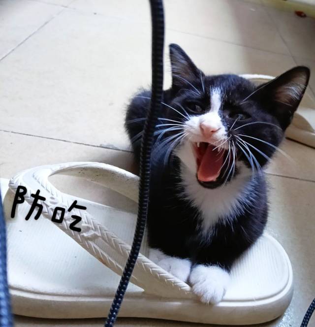 广西三哥