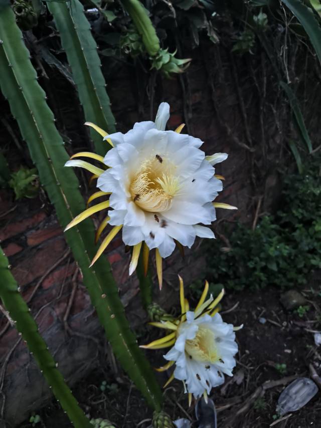 小淘淘uu