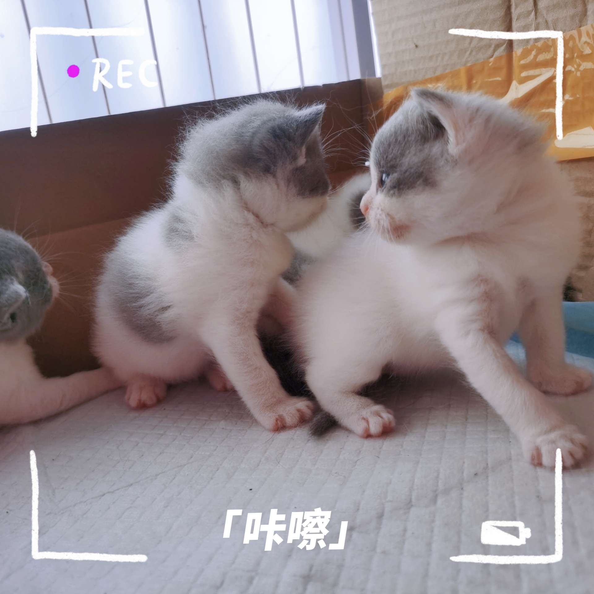缩略图 2
