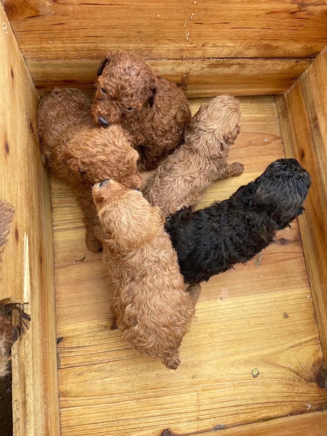 出窝的狗狗在北海价格实惠喜欢预订
