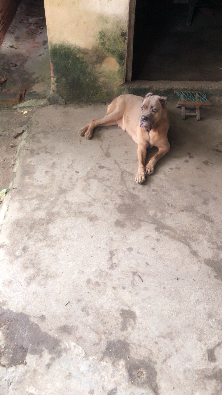 家里养的卡斯罗，看家好能手，白菜价，有意向可以聊聊