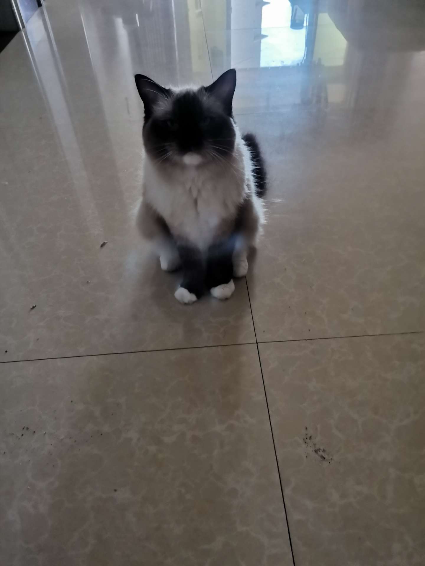 出售布偶猫