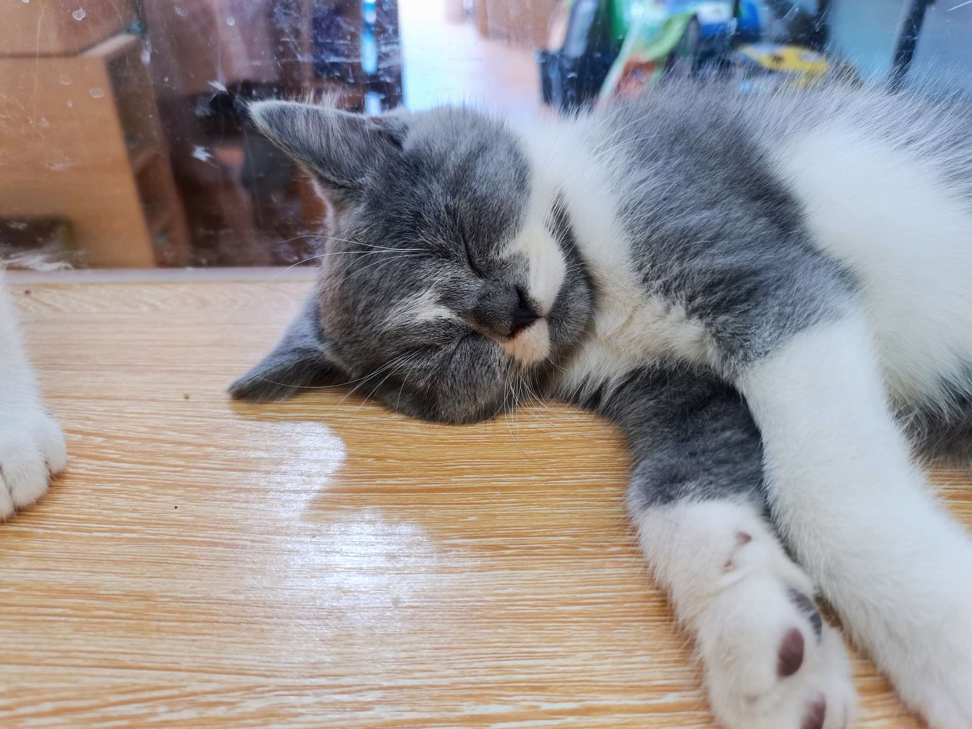 宠物猫福利来一波，识货的给钱就卖