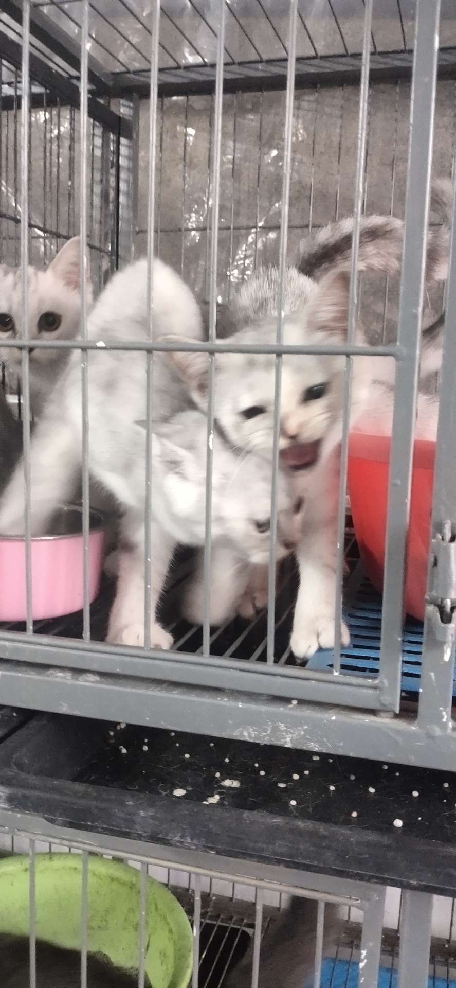 银渐层红包领养，自家母猫生的，包健康。