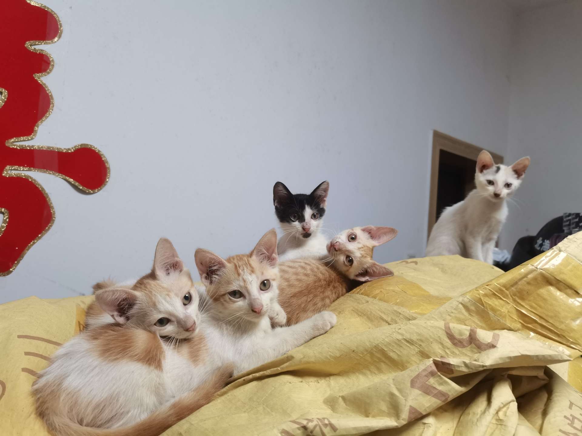 流浪小猫，已有三个月大，这几天望领养，可先过来看猫