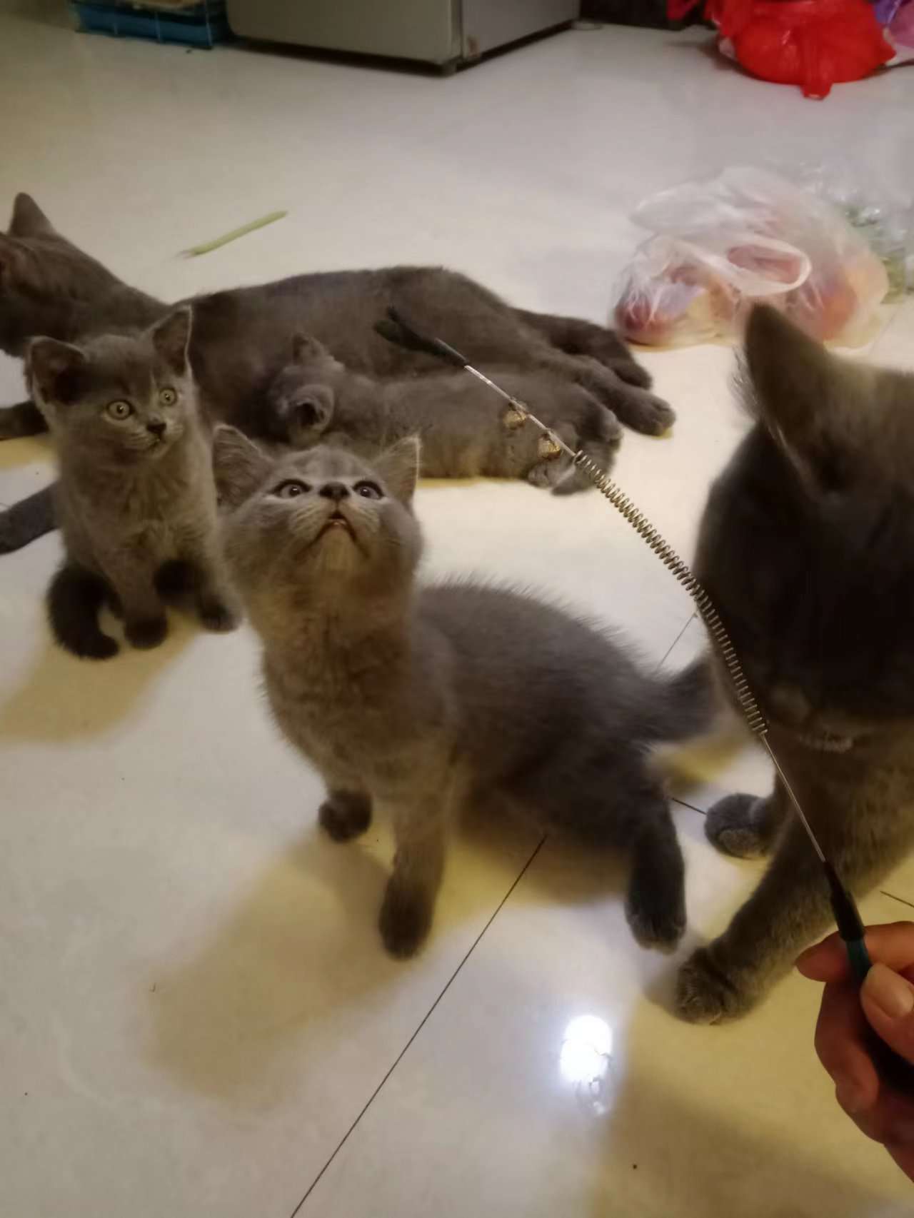 自家繁殖的蓝猫，公的300，母的350