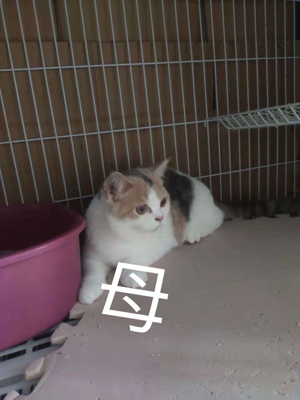 缩略图 3