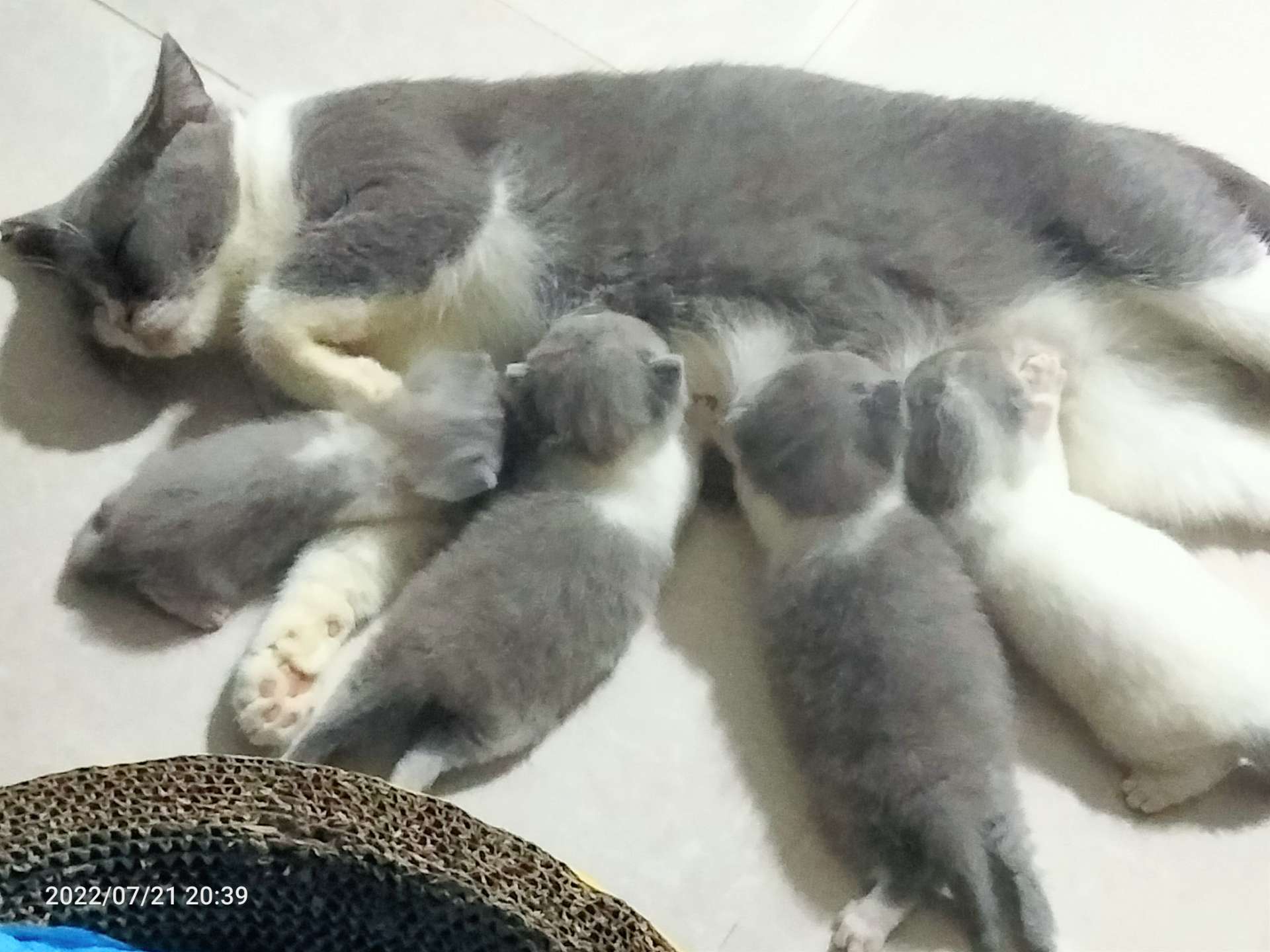 纯种英短自有种猫自然繁殖一口价，一窝四个888 元。崽猫刚好