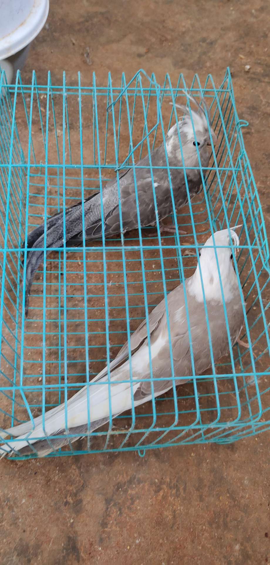 玄凤，宠物鸟