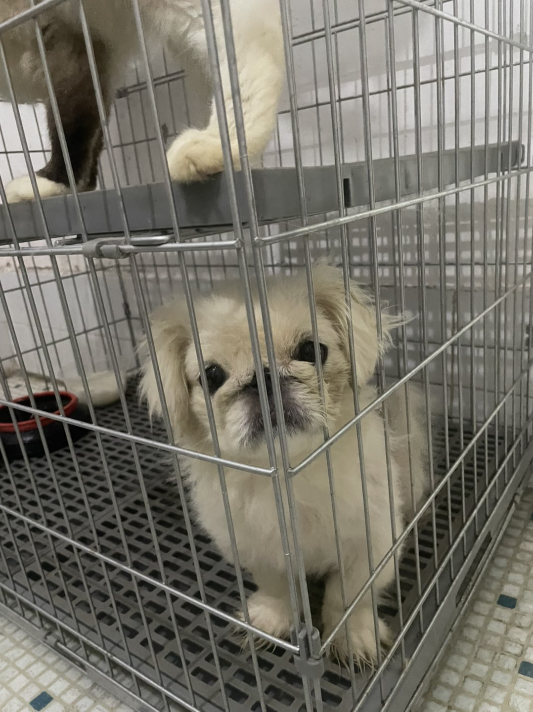 地点合浦，纯种京巴犬妹妹、九个月左右、八百块、需上门自提