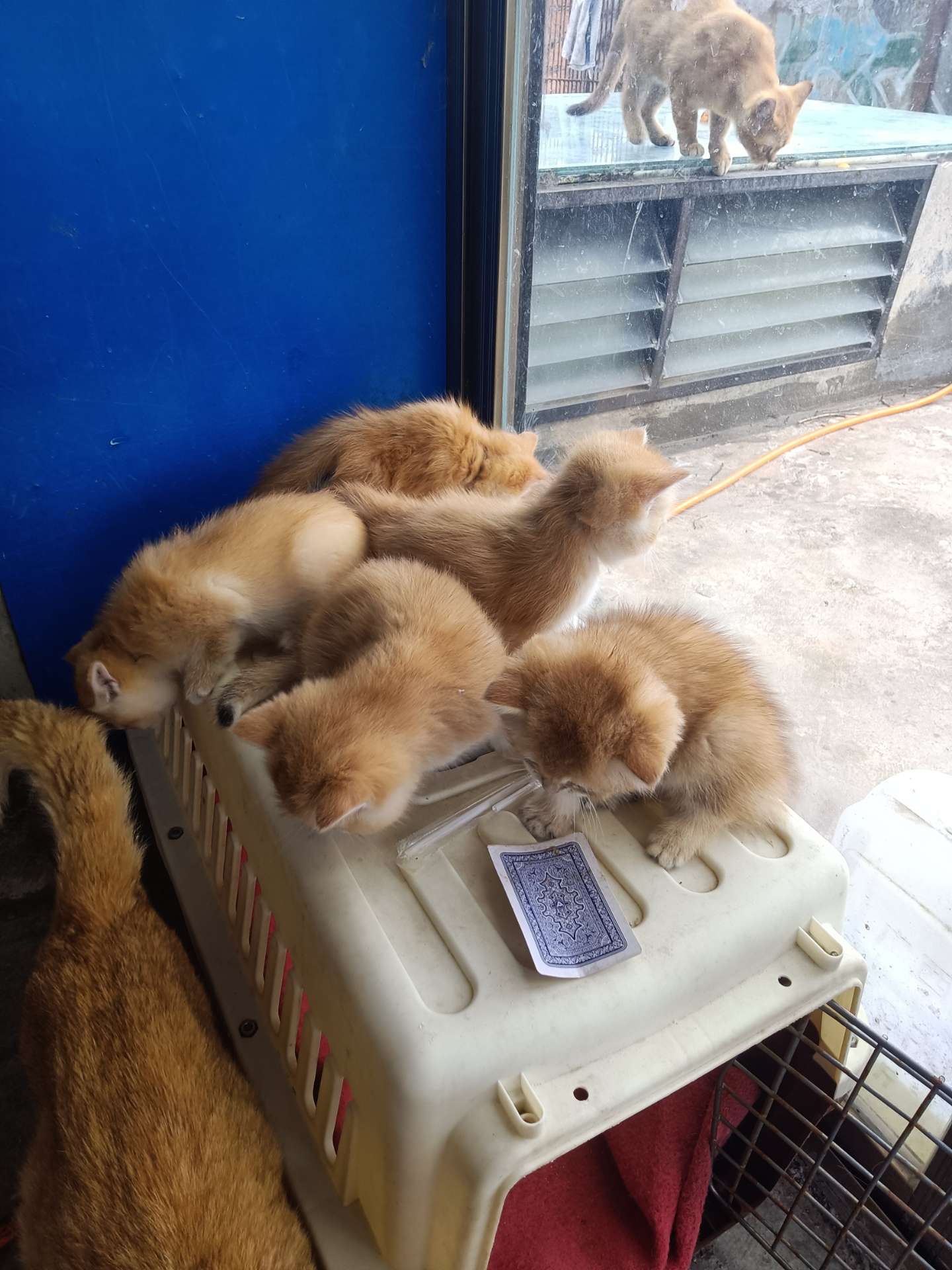 缩略图 5