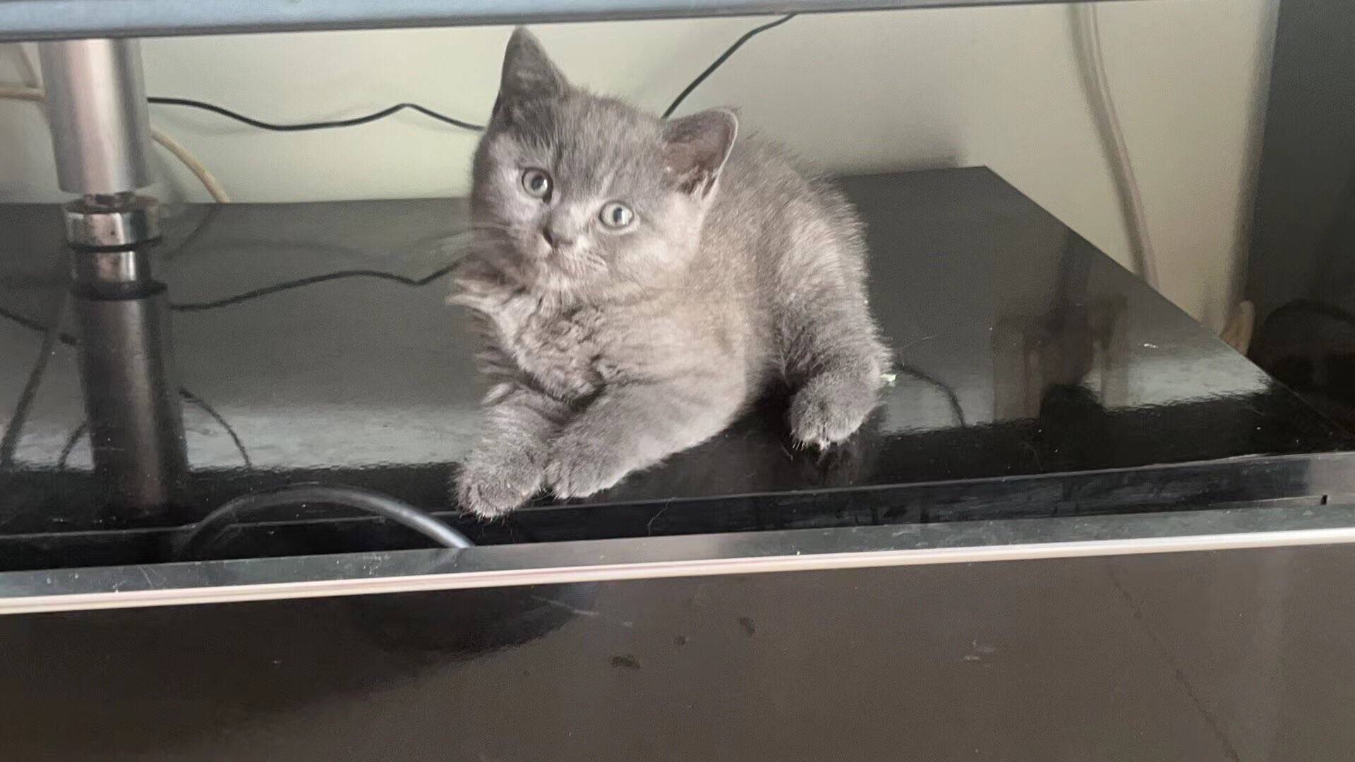 自家猫咪生养的英短猫咪，一只蓝猫，一只蓝白，都是母猫，自家生