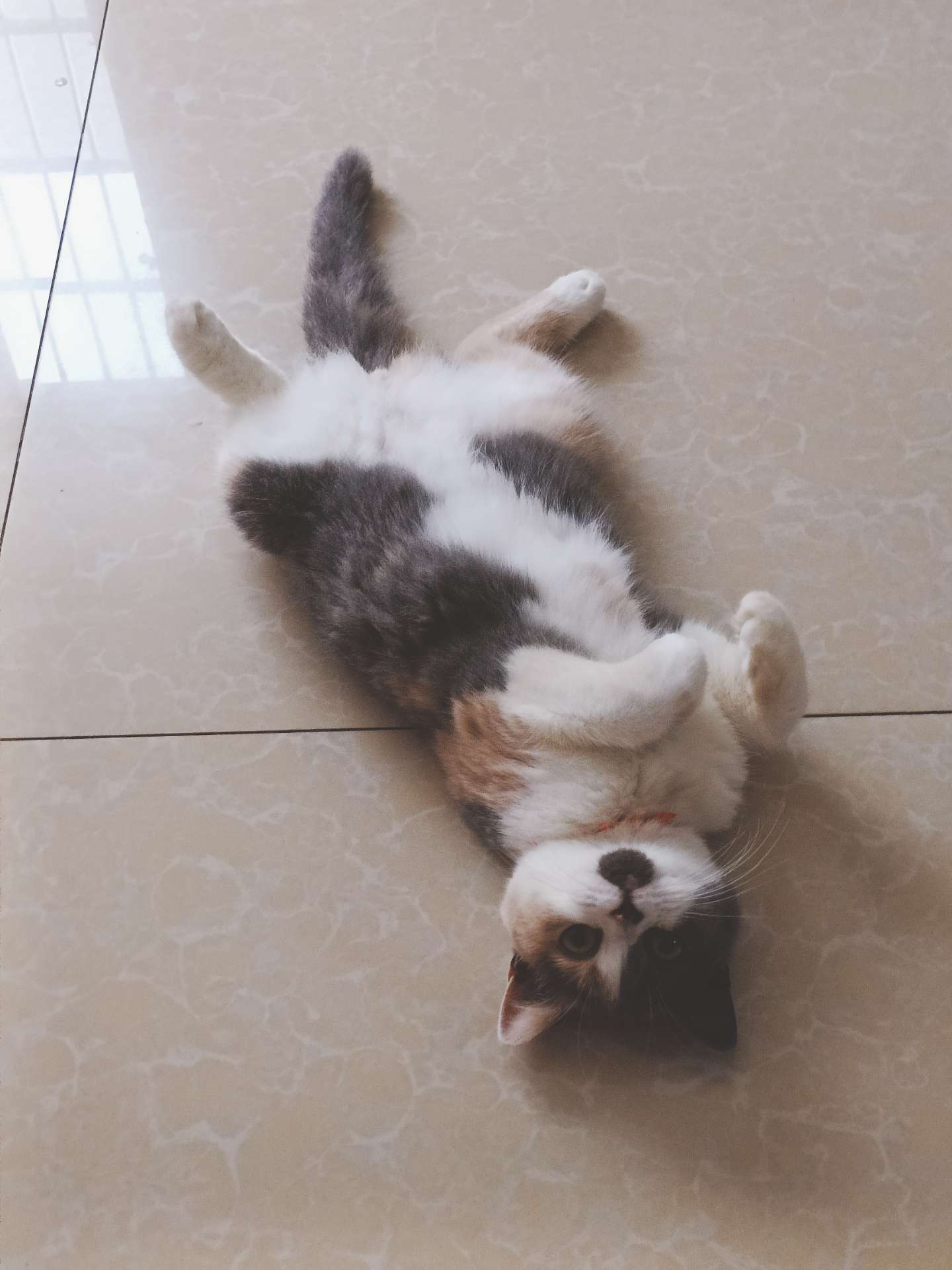 缩略图 2