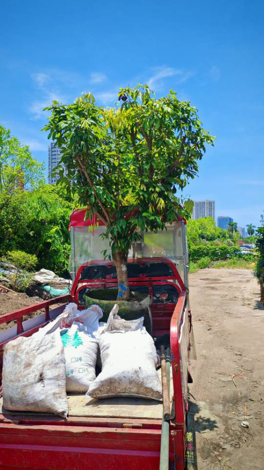 北海果树树苗批发零售，全北海配送