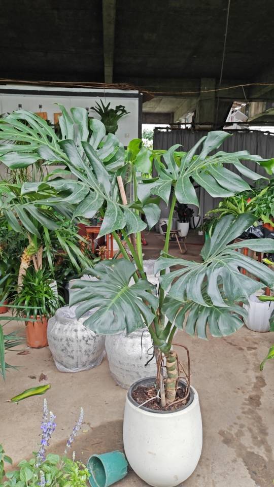 北海室内盆栽｜春华园艺绿植盆栽款式超多