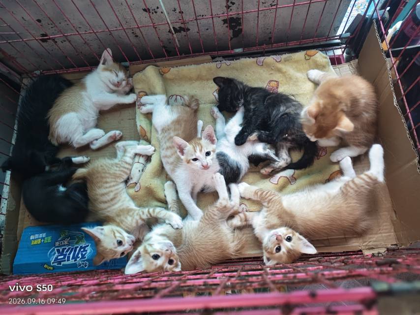 自家小猫咪准备找人领养，有喜欢小猫咪的请联系我。18249909851。