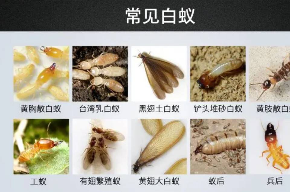 缩略图 3