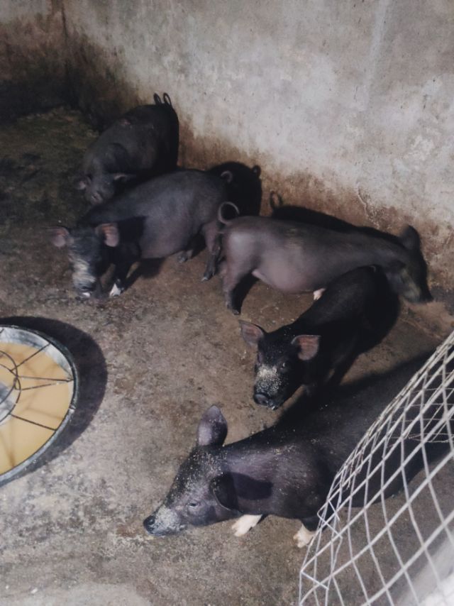 缩略图 5