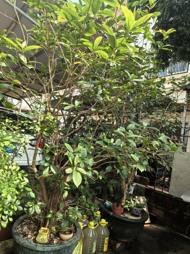 1.8米高桂花树带盆出售