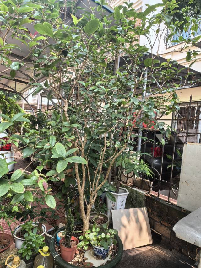 缩略图 2