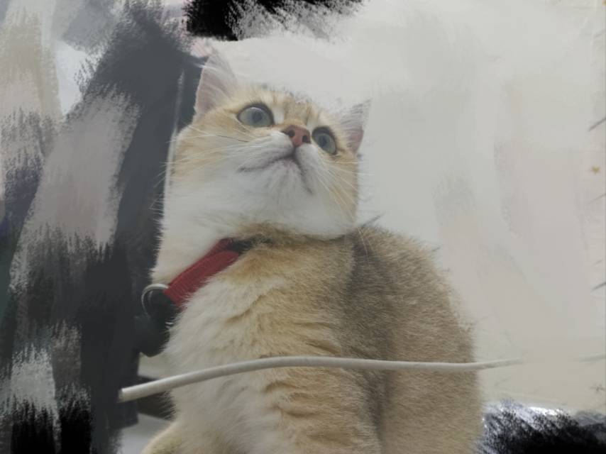金渐层母猫4个月 疫苗打完了有疫苗本 昨天洗了澡 售出就送猫粮猫笼猫砂猫绳猫碗猫砂盆猫砂铲 猫粮猫砂昨天刚到 还没用多少 500块钱仅自提 外地自己承担车费