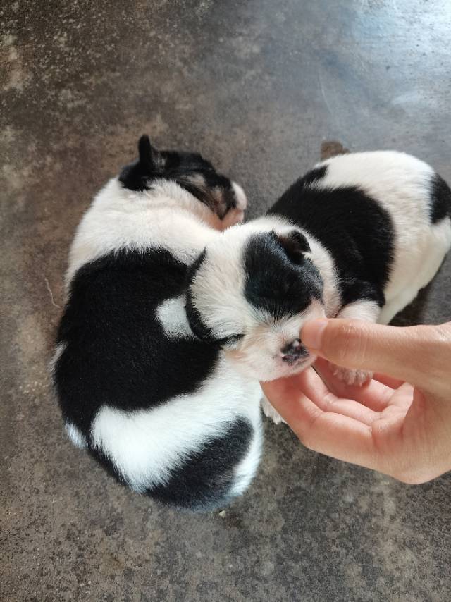缩略图 5