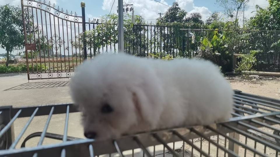 比熊犬一只，售价500元，需自提。