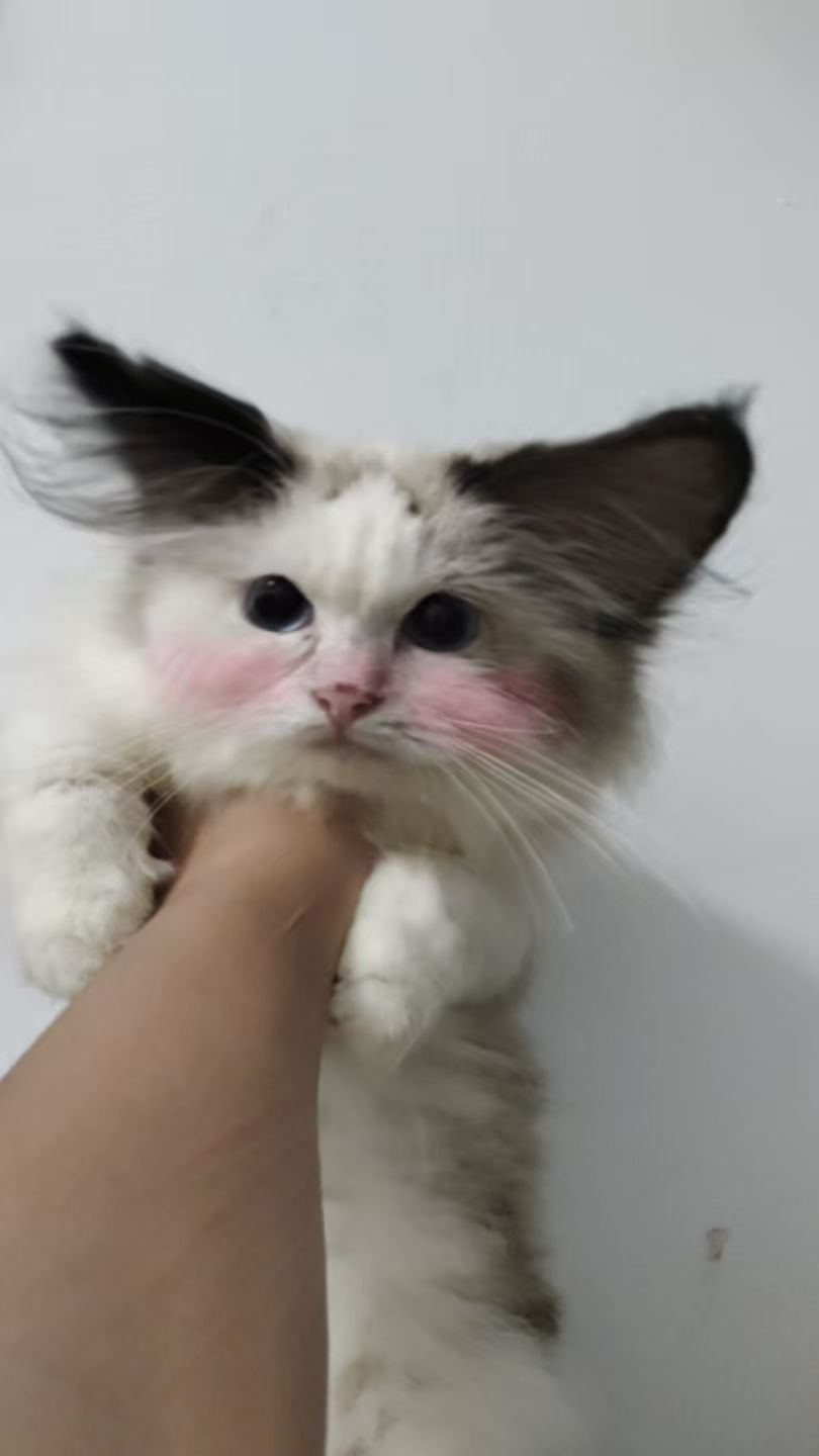 布偶猫免费领养