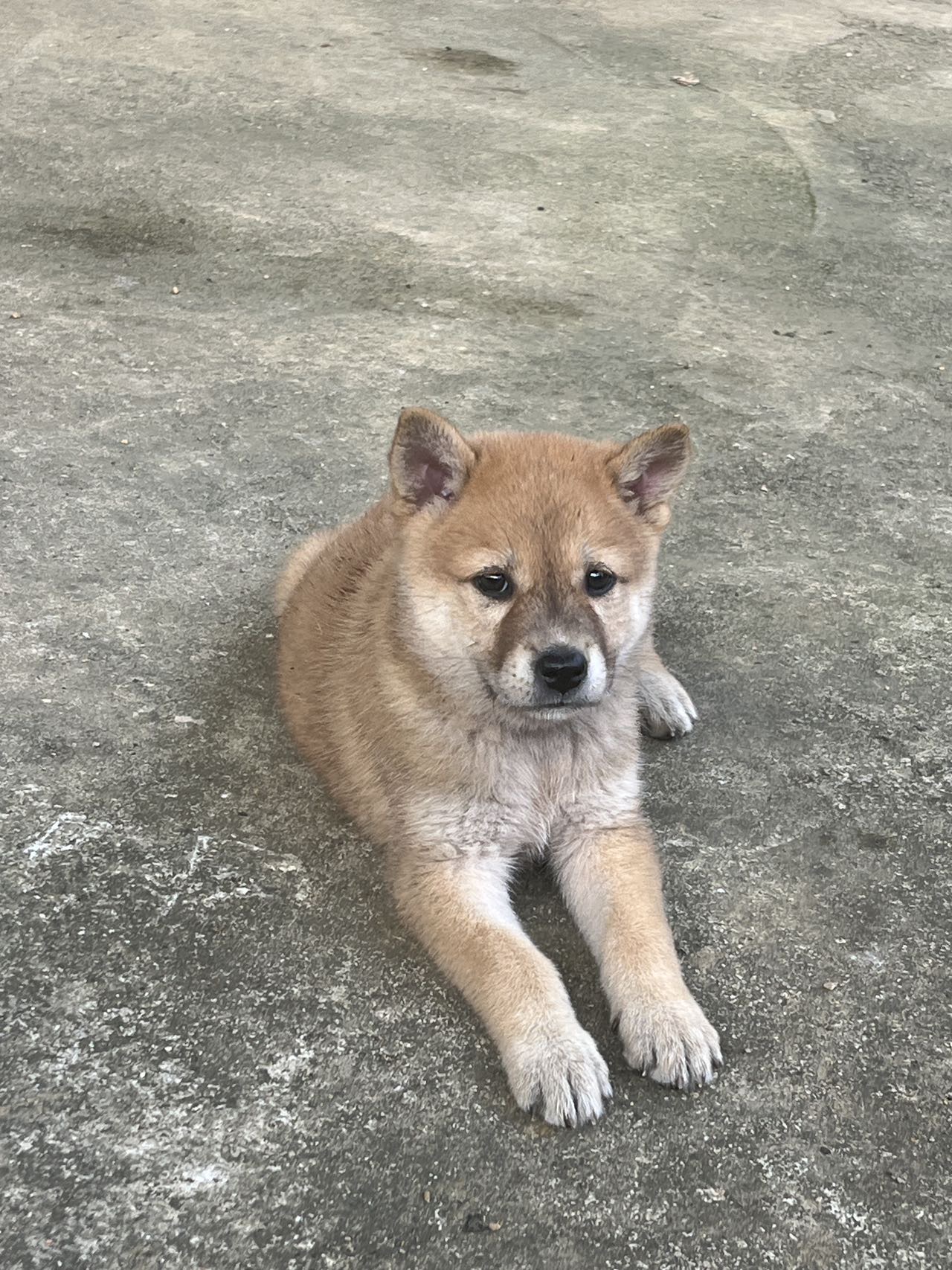 黄狗，白面，母犬，两个月大，售价200元。