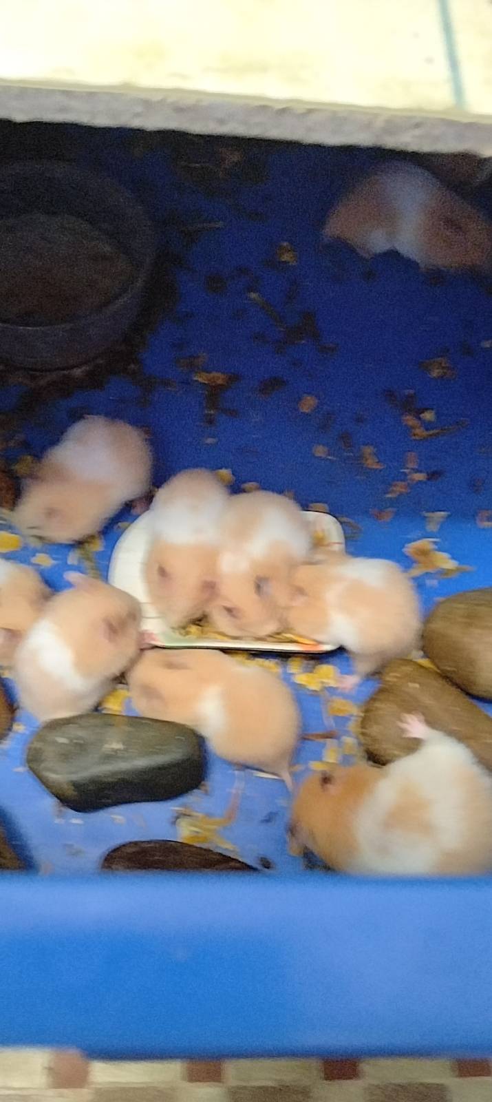 5个金丝熊宝宝，已经断奶，非常健康活泼，可上手，只要10元一个，喜欢的可以联系