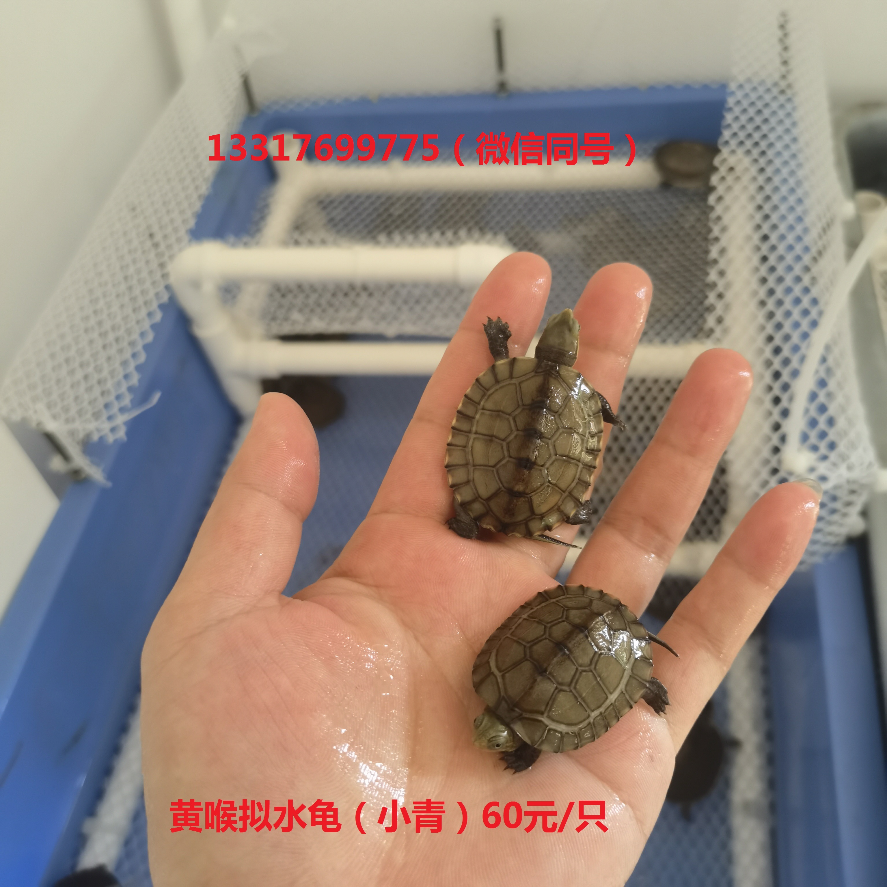 缩略图 2