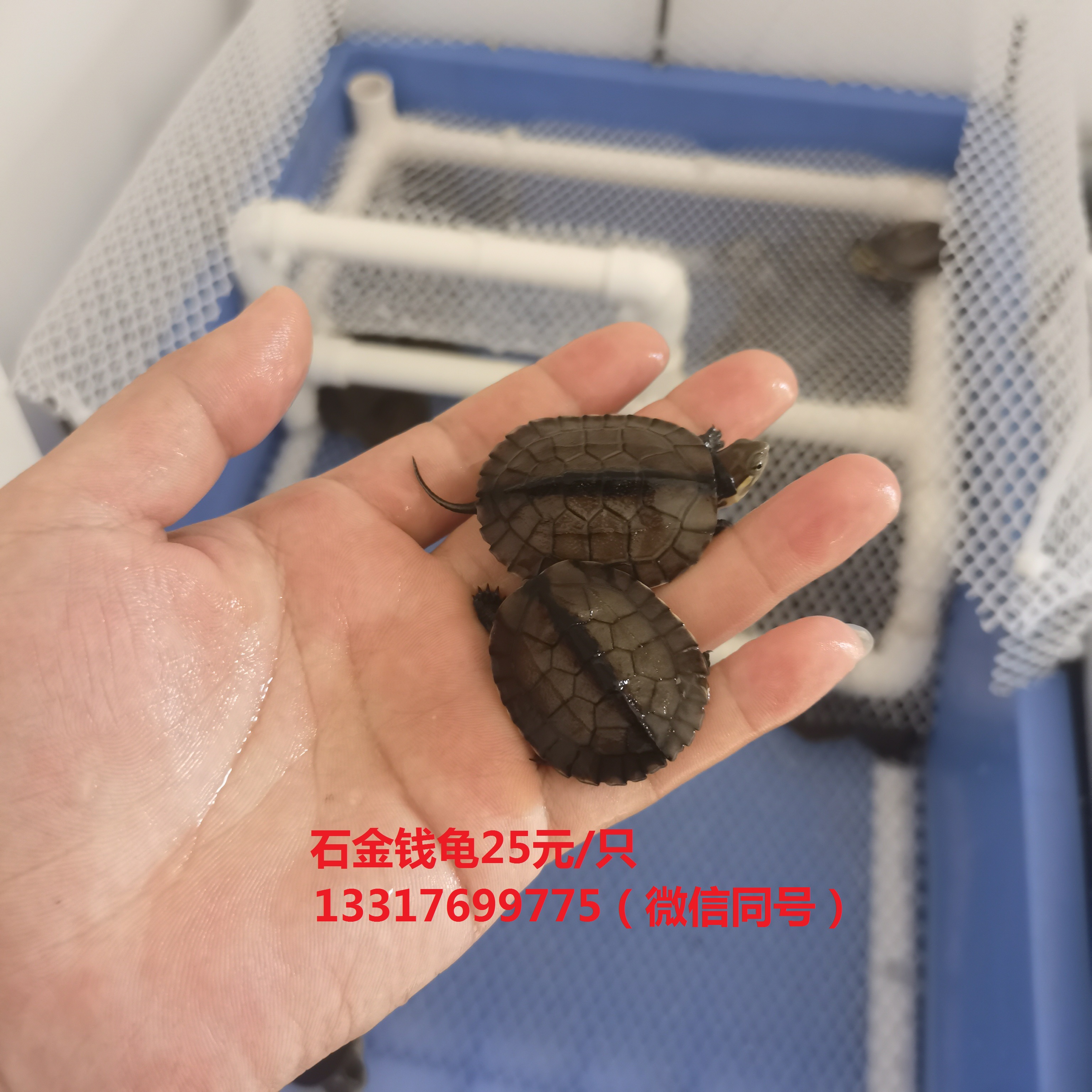 缩略图 3