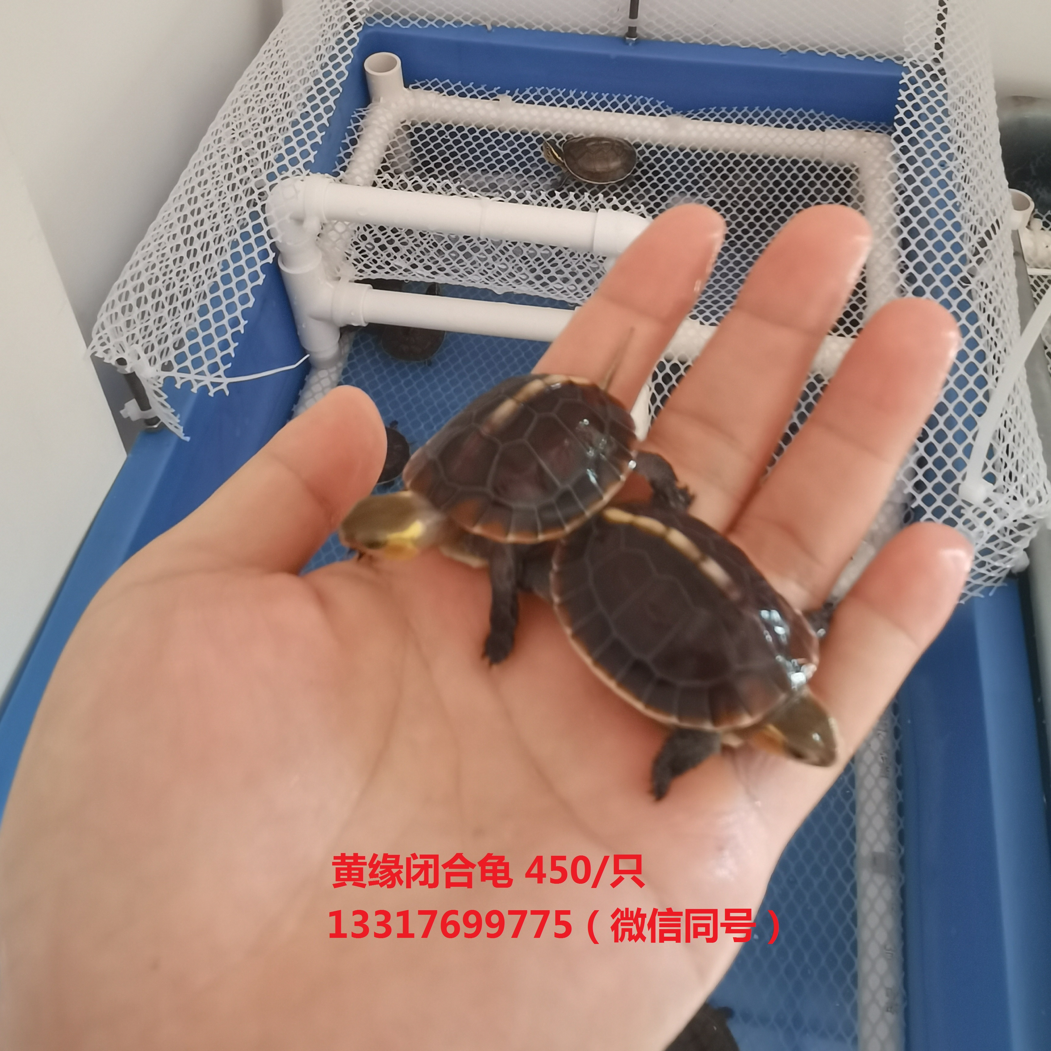 缩略图 4