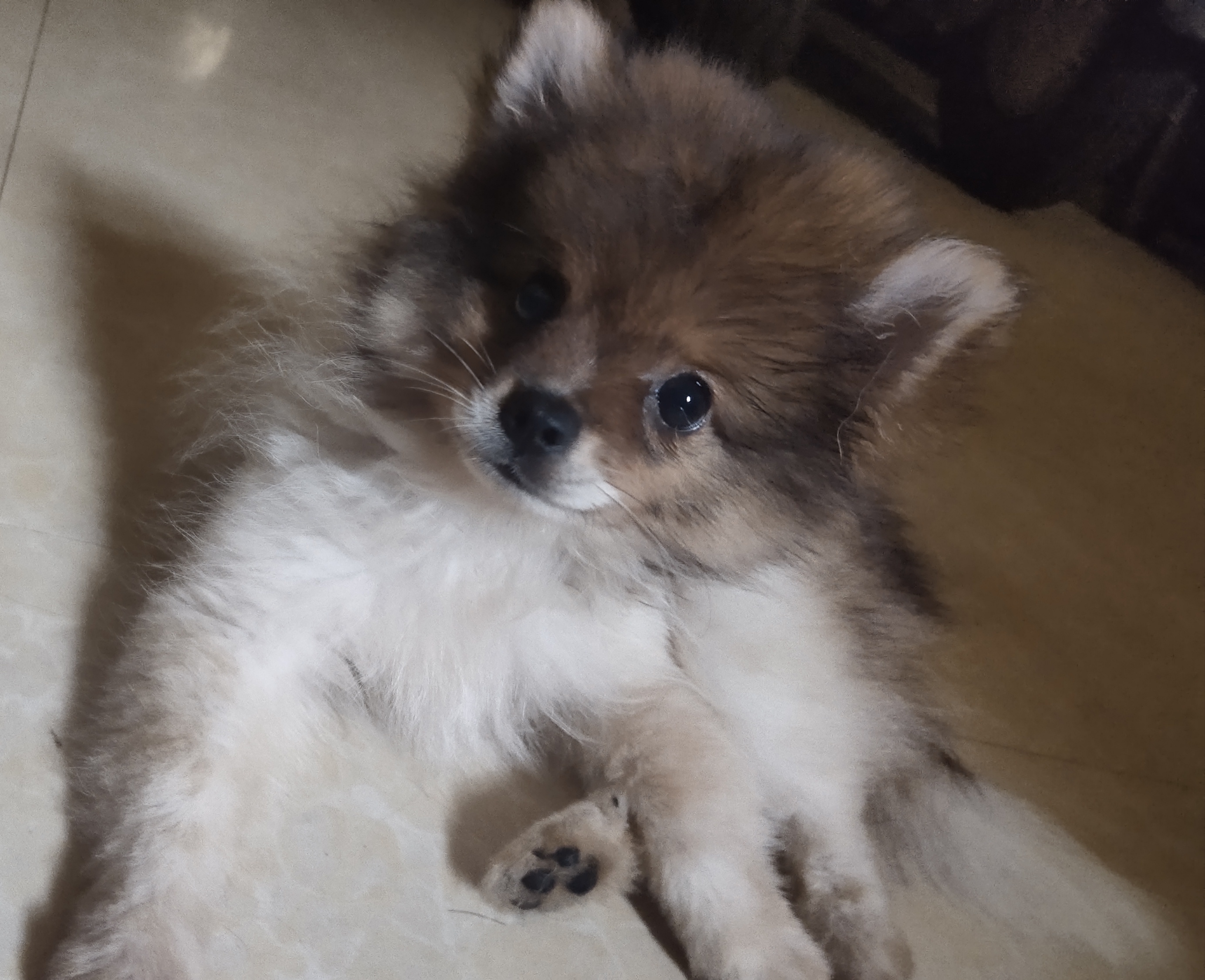 二个月小博美，1000元，有意联系18777958385兰
